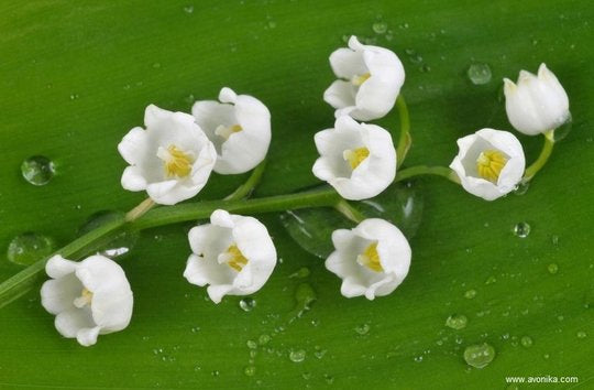 Parfum muguet