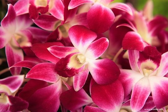 Parfum orchidée