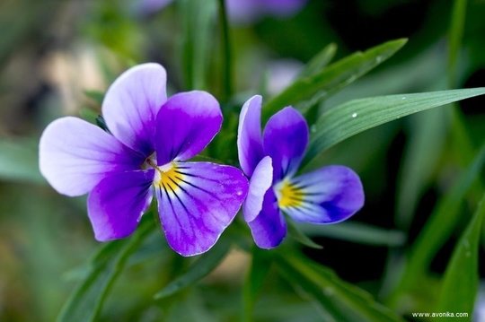 Parfum violette