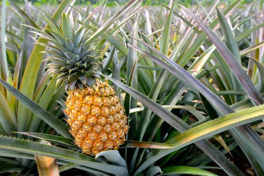 Parfum ananas