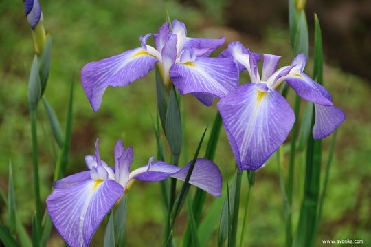 Parfum iris