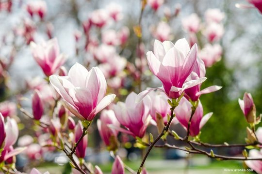 Parfum magnolia