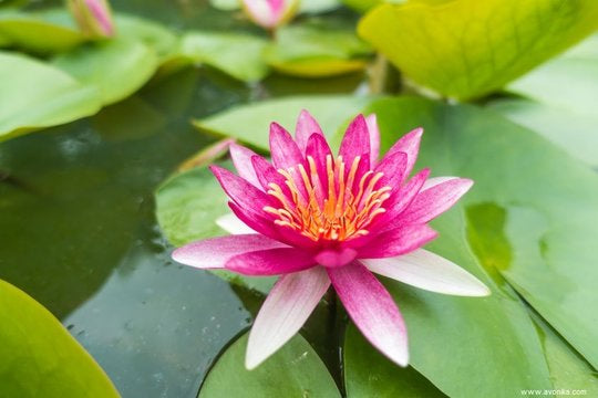 Parfum fleur de lotus