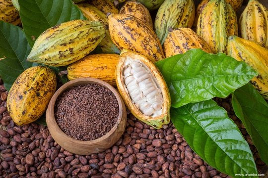 Parfum cacao et chocolat