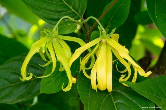 Parfum ylang-ylang