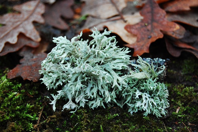 Parfum mousse de chêne